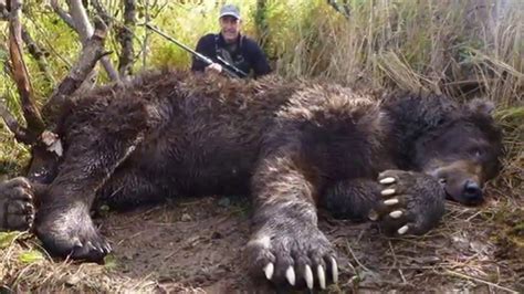 But the killer griz turned out to be a brown bear taken on Afognak Island. . Biggest brown bear ever killed